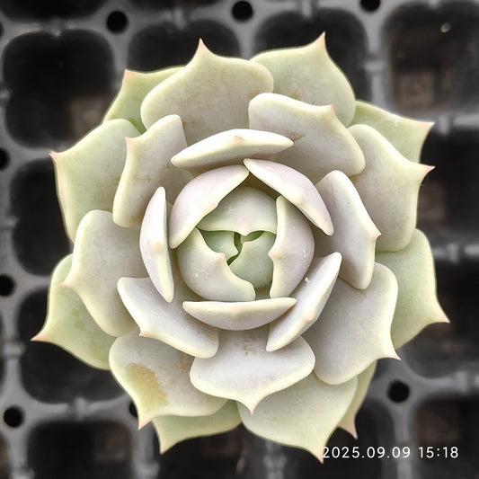 MMT417 ローラ（5.5cm pot）