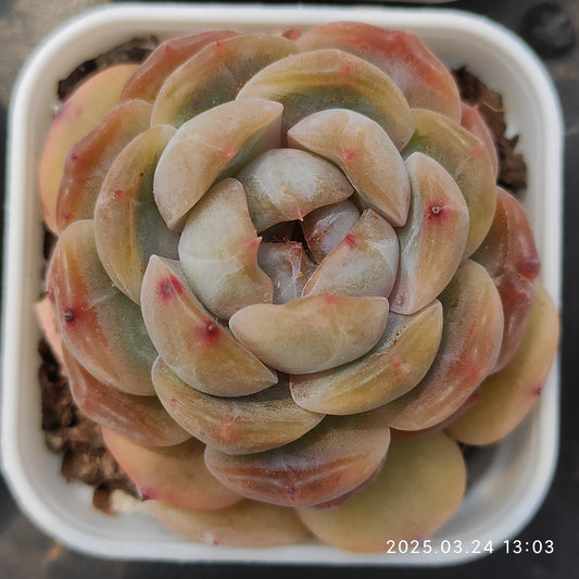 MMY812 ドードー（5.5cm pot）