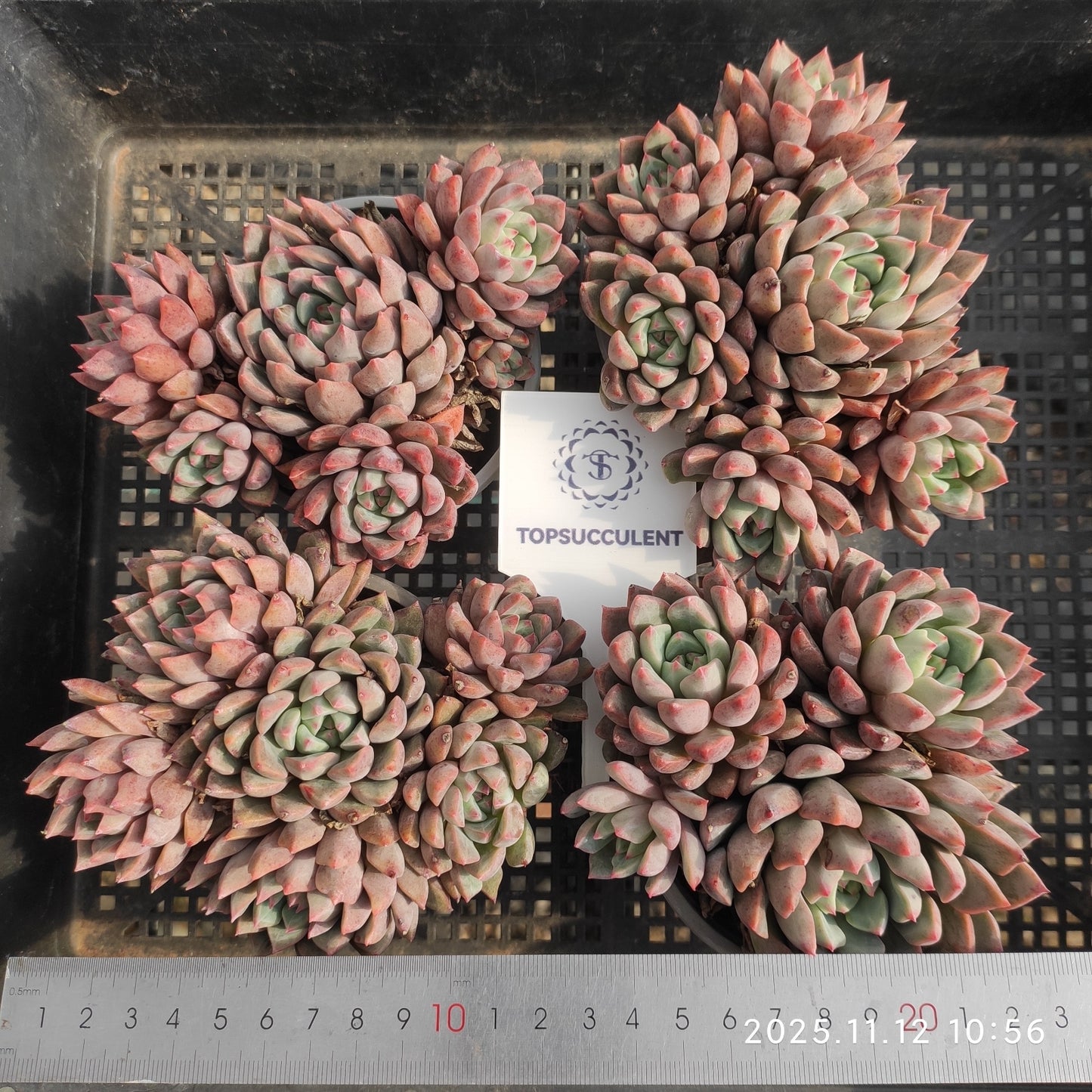 22504  ブラッド　スウォロー（9cm pot）