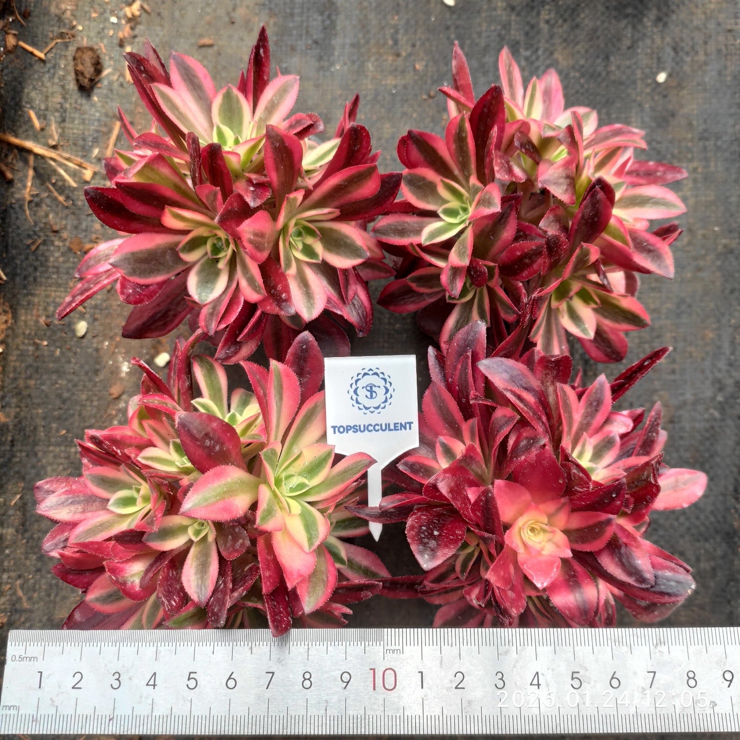 25483 メドゥーサー