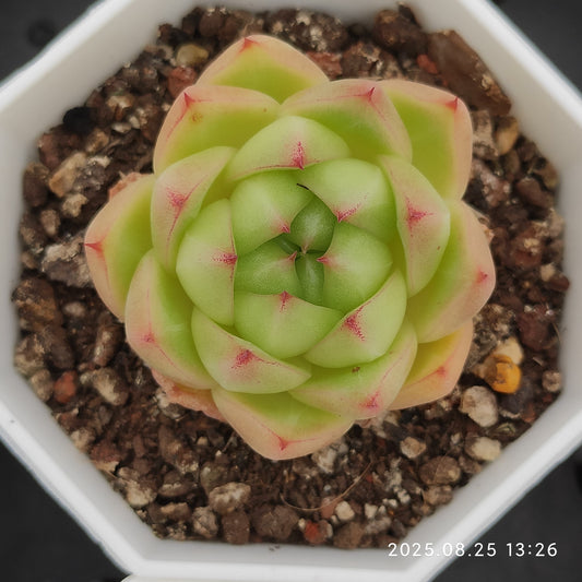 WWA349 マルガン（7cm pot）