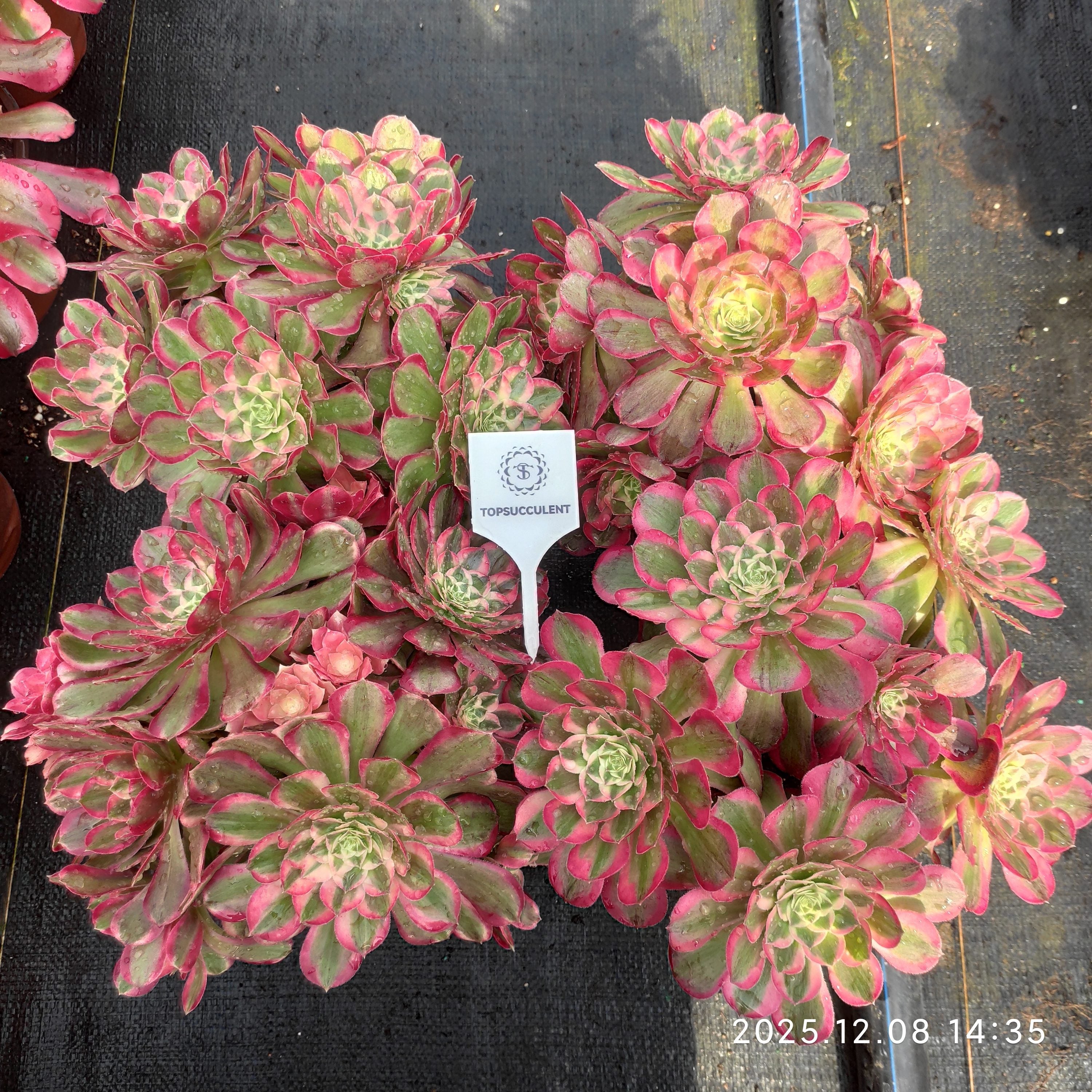 Top【選抜株】22162 アエオニウム　ゴージャス綴化12個　鉢無し/脱土 アエオニウム 大苗20251218 – Top Succulent®