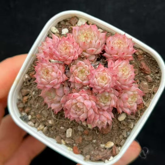 24427 クランベリー