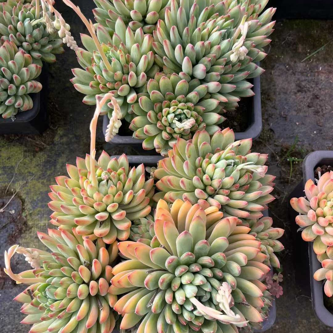 26185 インターステラー