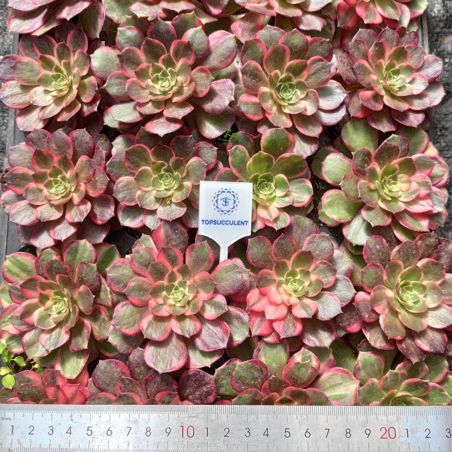 24617 ブラック　デビル