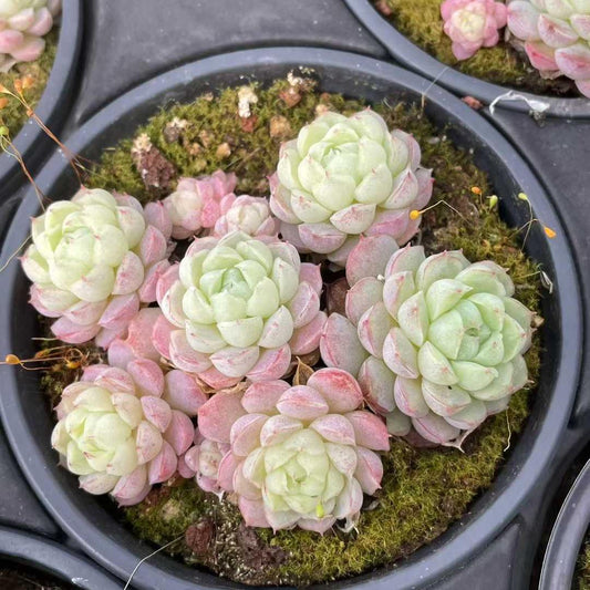 25206 ヘイル（雹/ヒョウ）