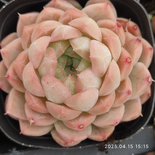 QN826 マルギャン x ドリーム　ローズ（50cm pot）