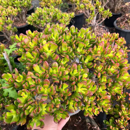 26181 オバタ ‘ホビット’