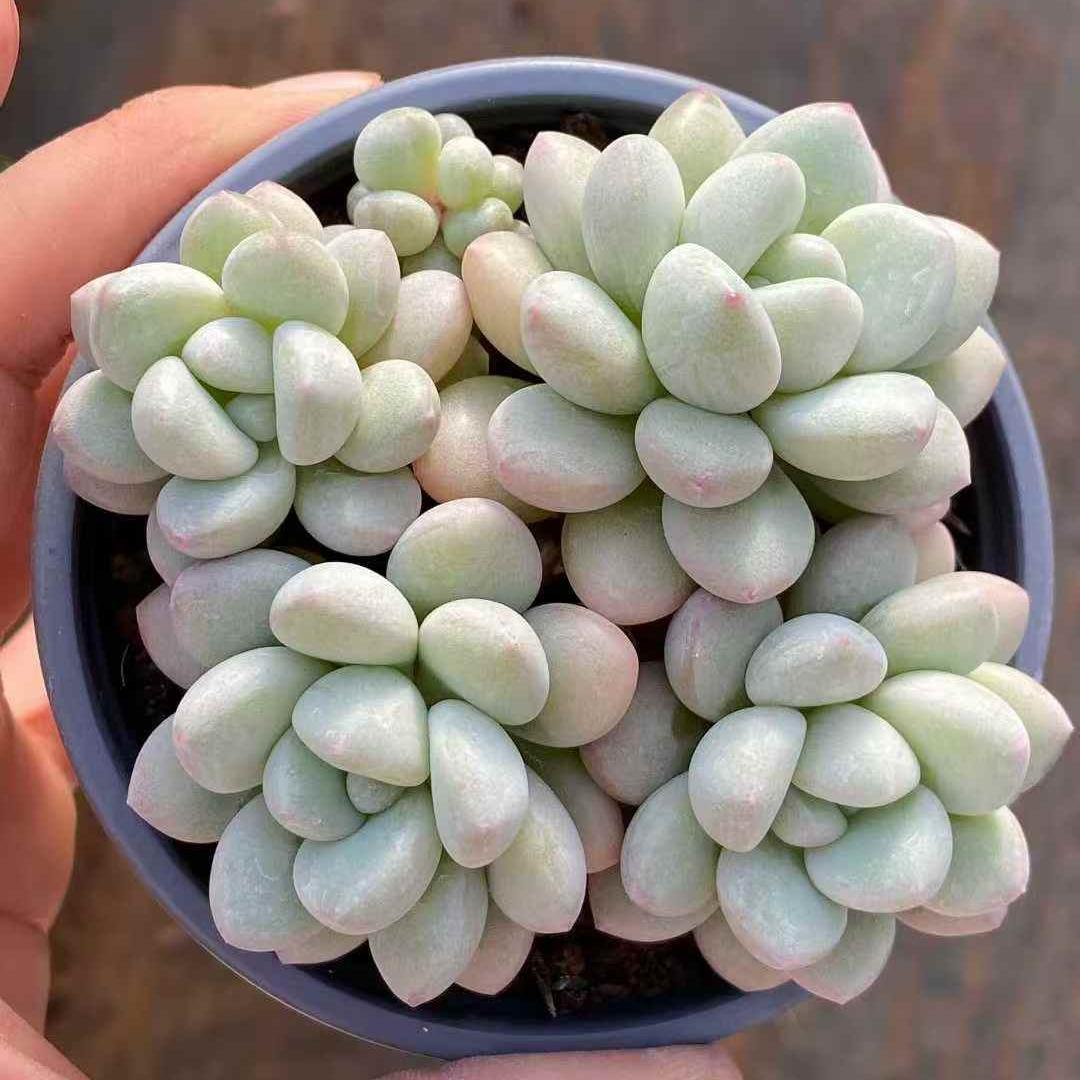 23549 バブルガム（9cm pot）