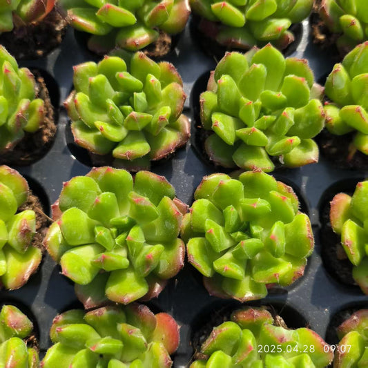 JC113 スモールランタン (3cm pot)
