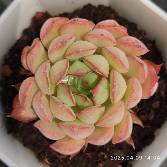 YBB239 ドリーム　トーク　ローズ（50cm pot）