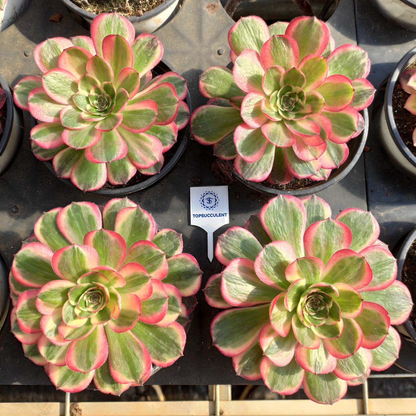 24638 ピンク　ジェード　モンロー