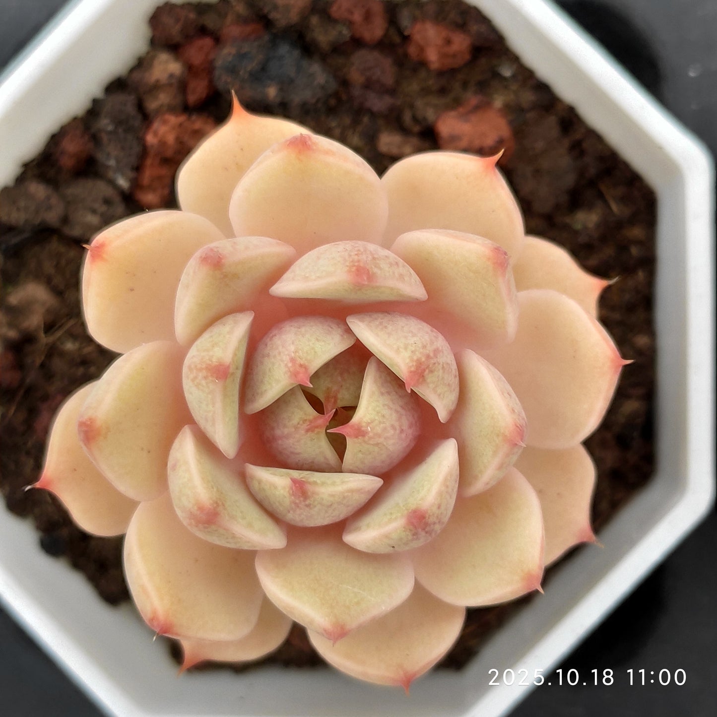 YBB011 ベンバディス（7cm pot）