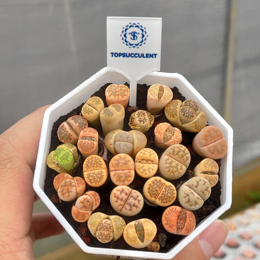 26394 リトープス　ミックス