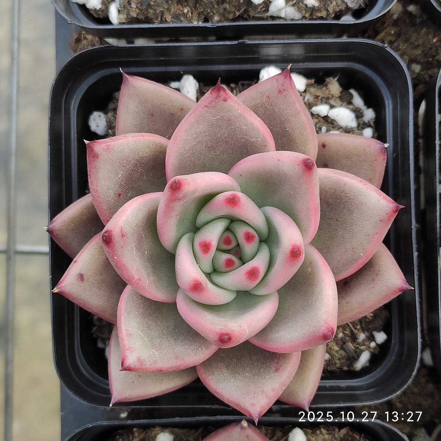 HG124 ブルー　ドラゴンHyb（7cm pot）