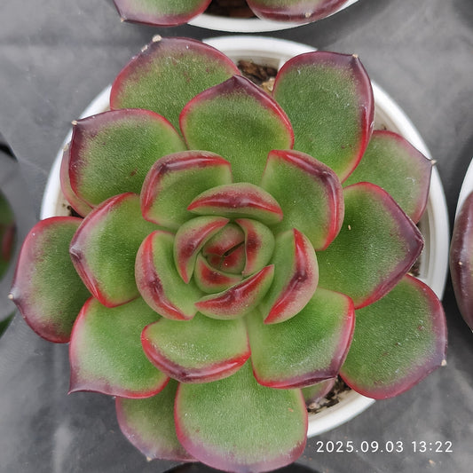 ZZA130 レッドモラン（5.5cm pot）