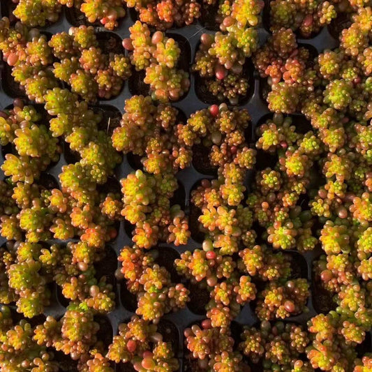 23436 ラブロティンクタム　レドベリー（3cm pot）（ポット苗）