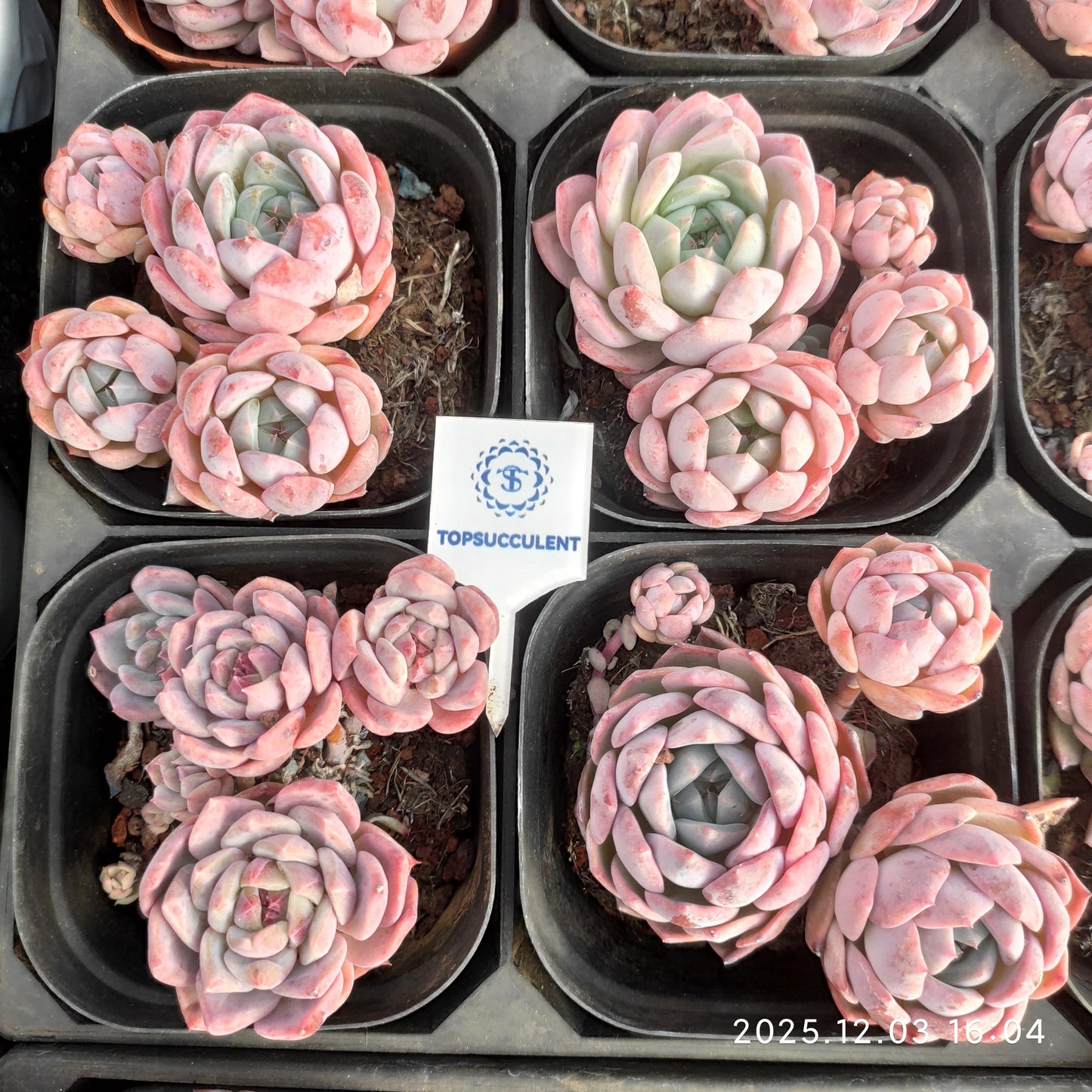 23147 モンローHyb