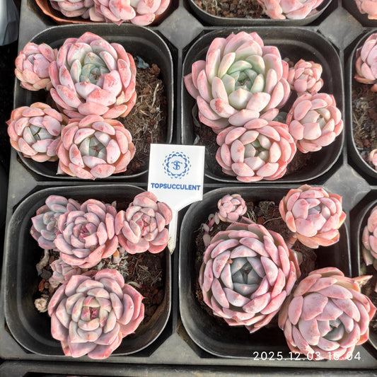 23147 モンローHyb（7cm pot）