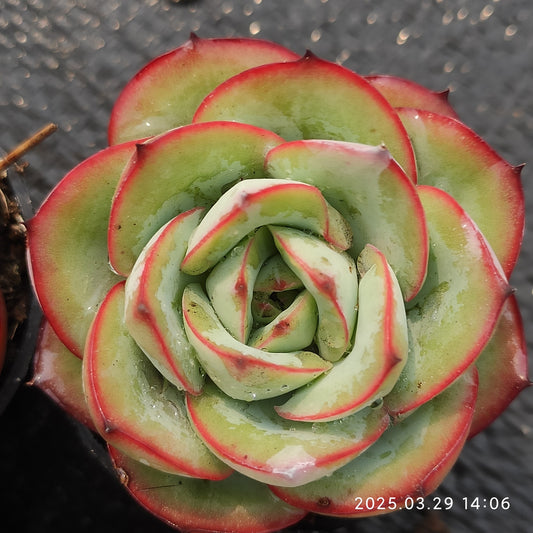 MMT458 モダンジェオン(5cm pot)