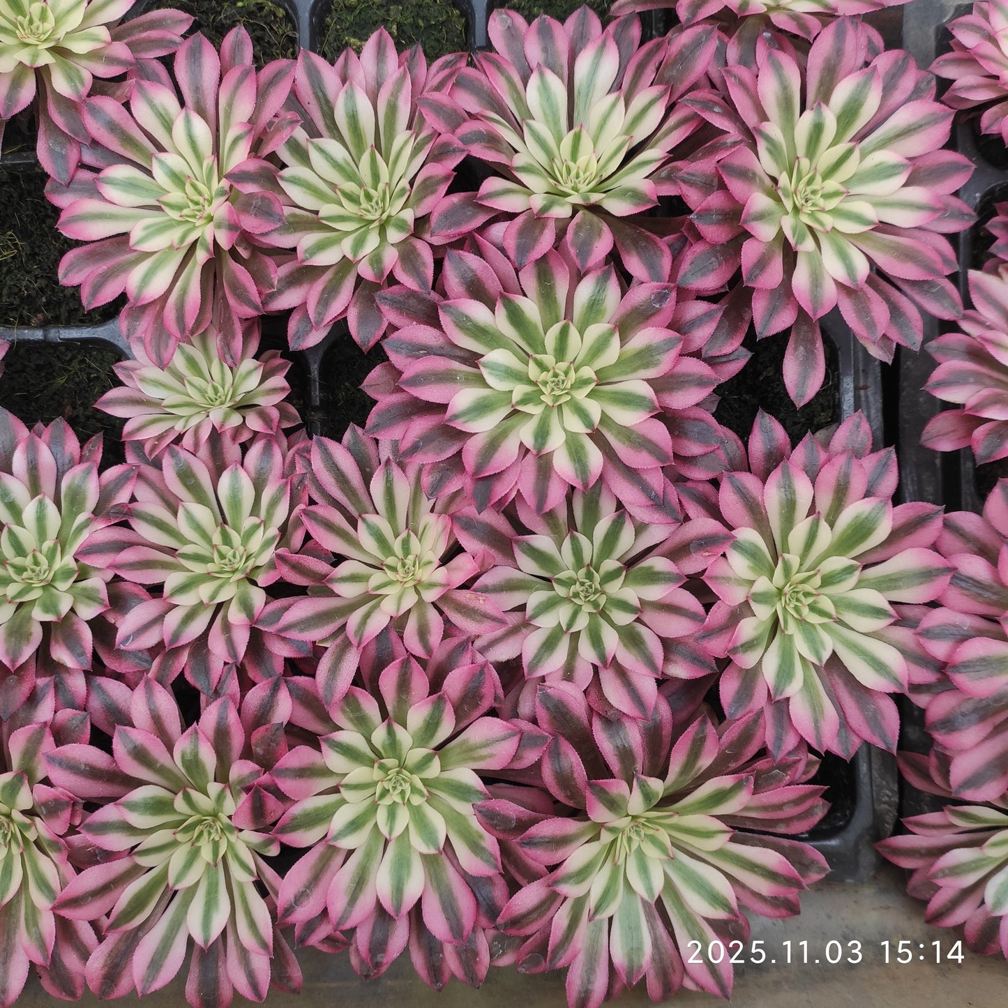 22314 レッド・レパード（6cm pot）