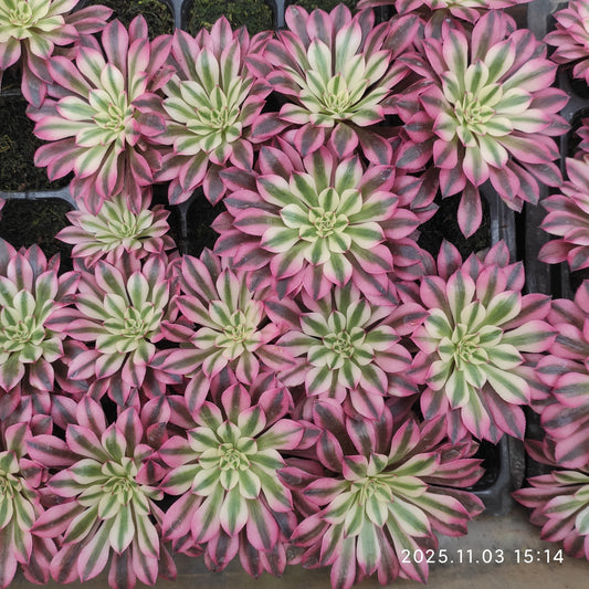 22314 レッド・レパード（6cm pot）