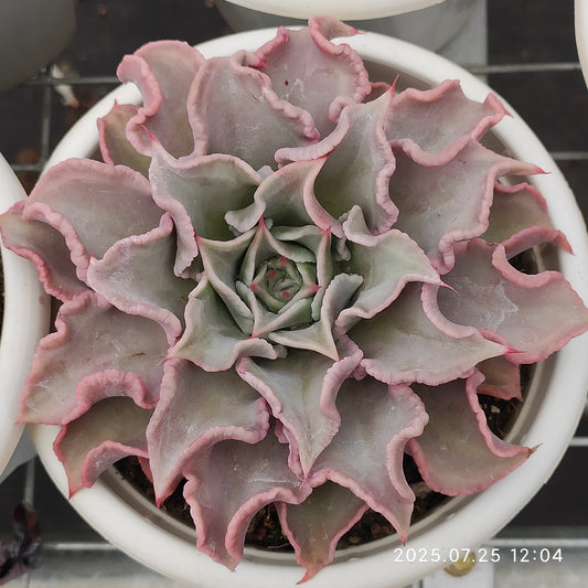 NGN375 マディバ（16cm pot）