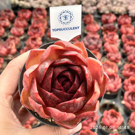 18899 トラフィックライト