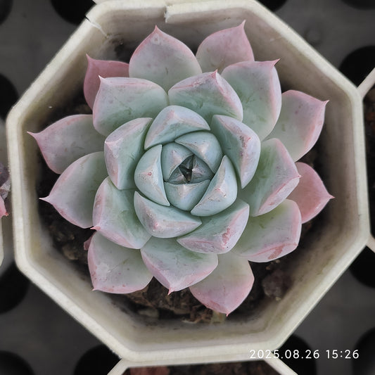 DQ031 アイス　ラビット（7cm pot）
