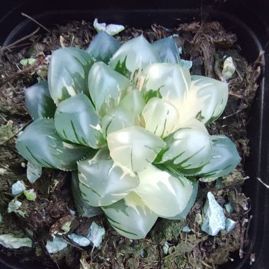 SJC415 ハオルチア オブツーサ錦 水中の月（6.5cm pot）