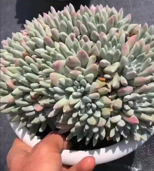 264778 ホワイト フェアリー