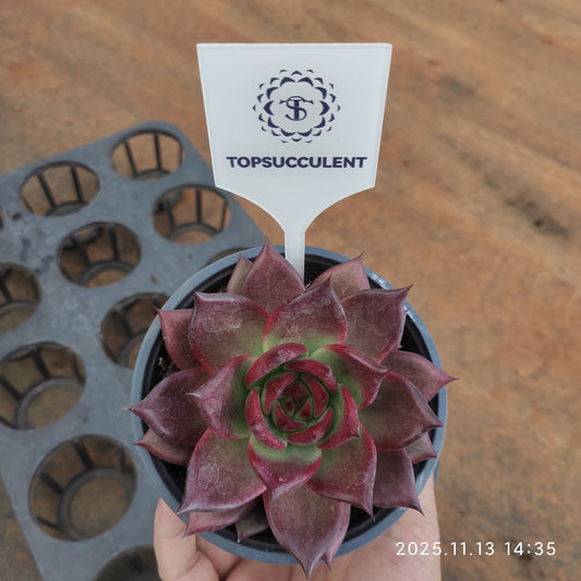 20061 ロカ（11cm pot）