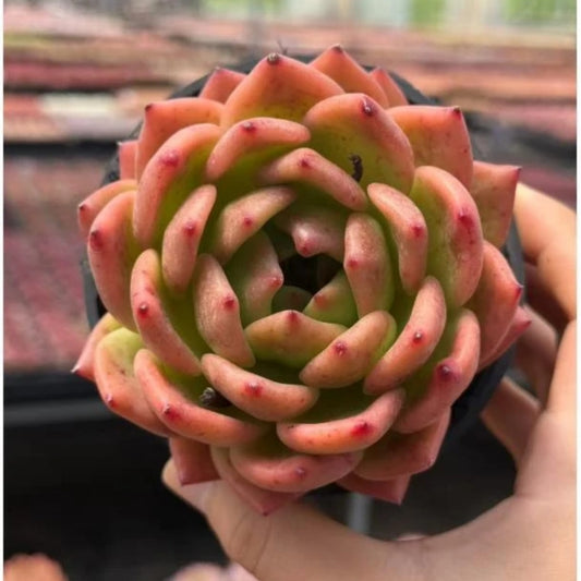 QNY132 ゴールデン　イヤー（10cm pot）