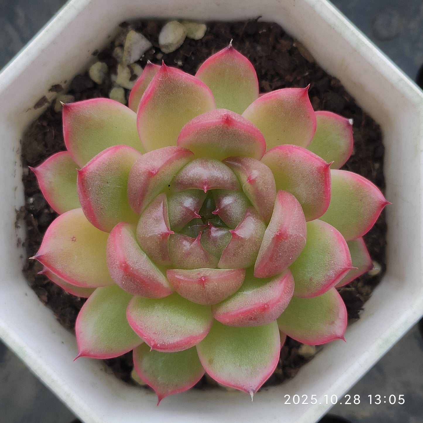 DQ140 クレバージェニー（6cm pot)