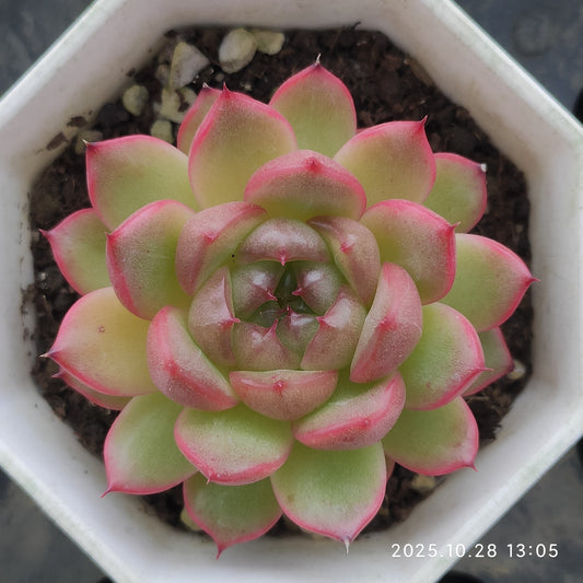 DQ140 クレバージェニー（6cm pot)