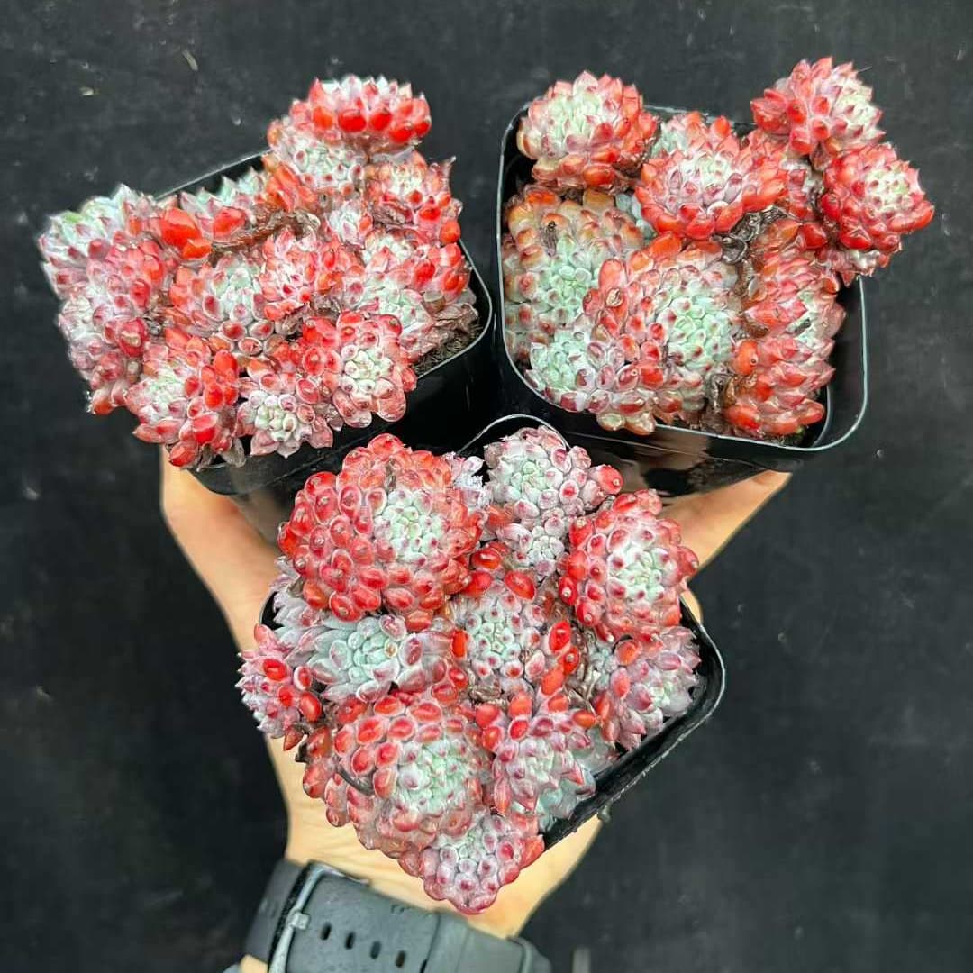 22542  セトサー　ロンデリー（7cm pot）