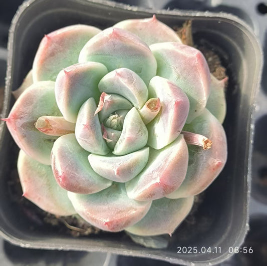 RDD271 アルバビューティー (6.5cm pot)