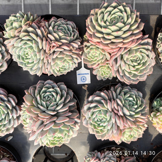 24732 アイボリー　ジェイド