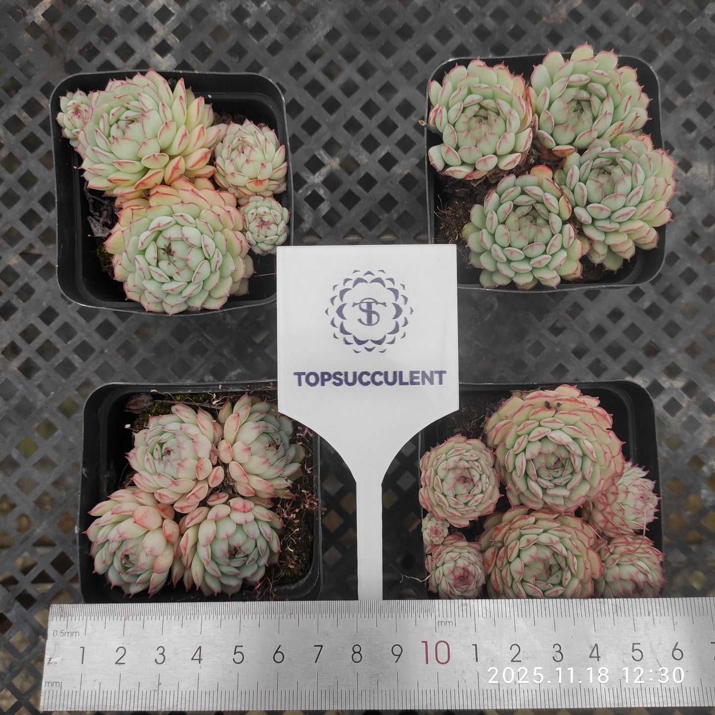 21629 オーストラリアキャプテンハイ