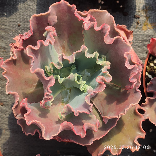 ZXX634 バロンボールド （16cm pot）