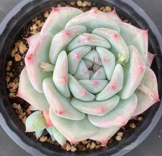 BL1650 ホワイトラタム （12cm pot）