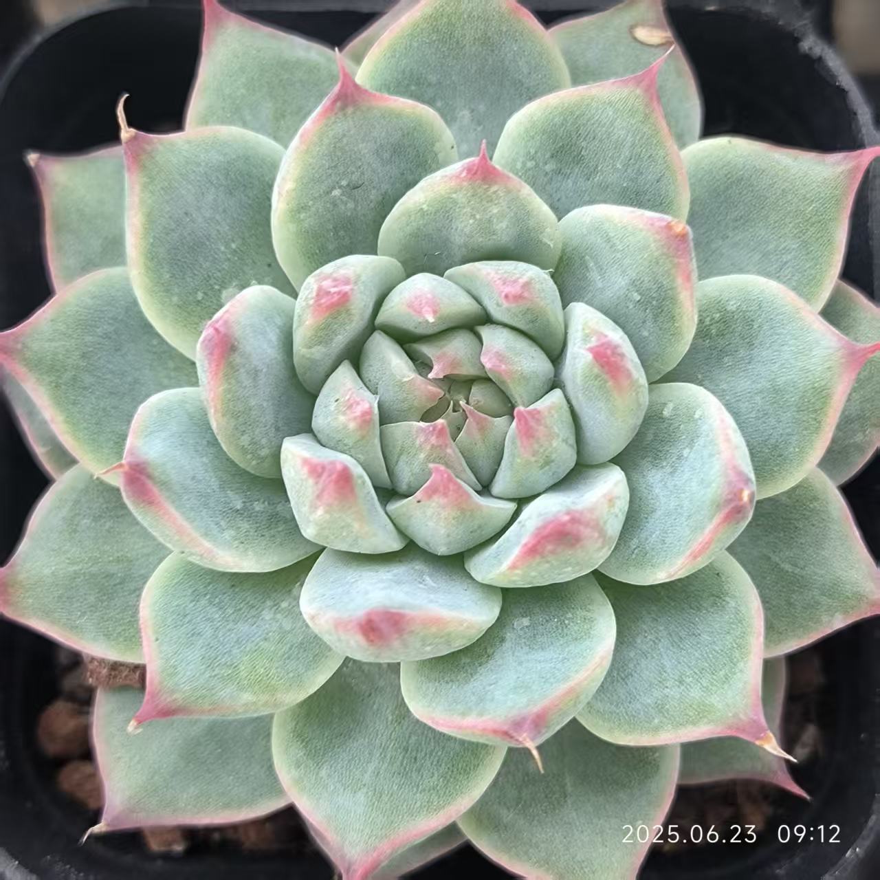 HC245 ホワイトラック （6.5cm pot）