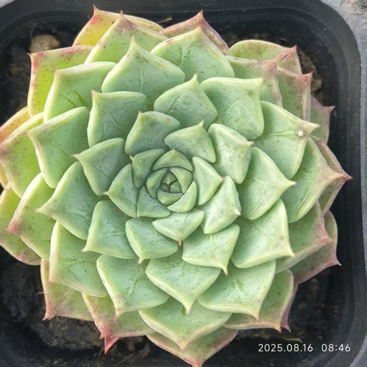 LG781 ラウンジ （6.5cm pot）