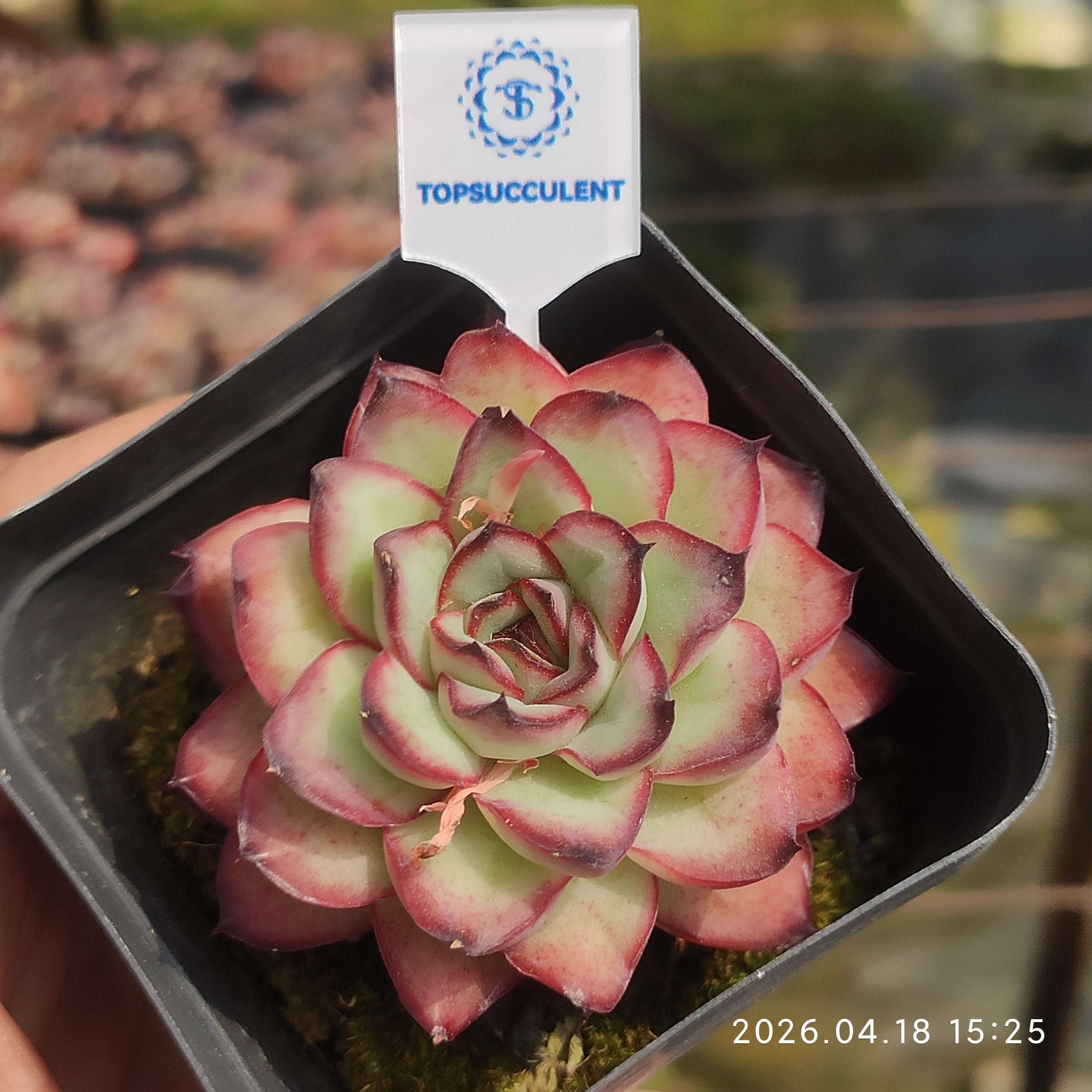 商品一覧 – Page 2 – Top Succulent®