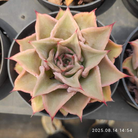 HM123 マディバ（11cm pot）