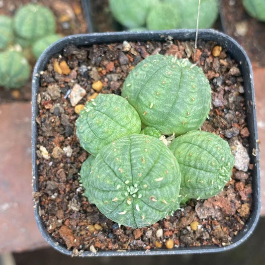 ZL614 オベサ（5cm pot）