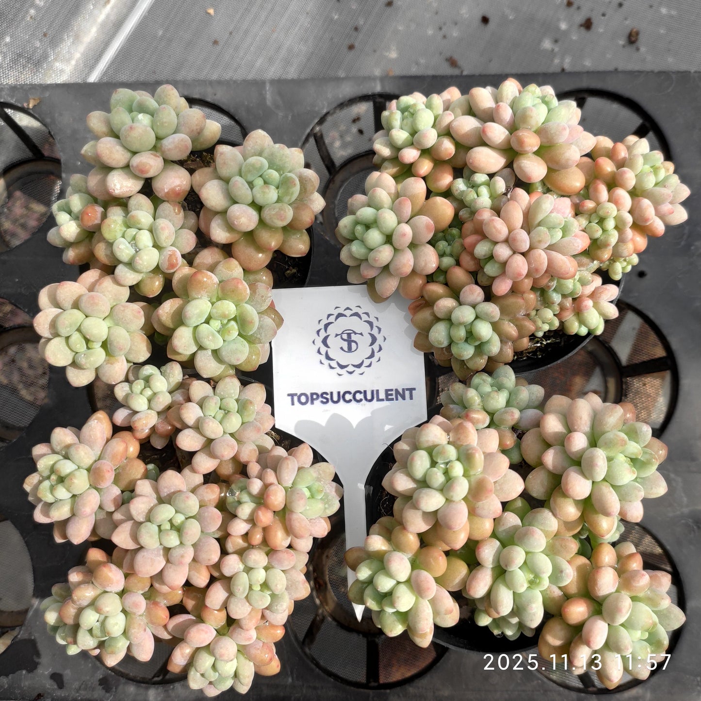 21109 キャビア（9cm pot）