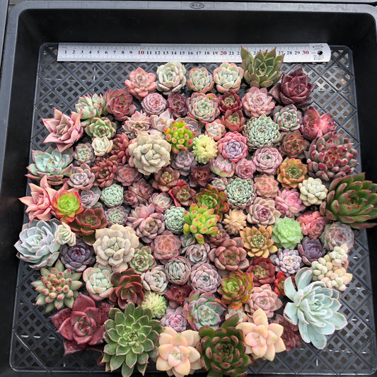 17856 ミックス苗 (穴トレー苗) 12