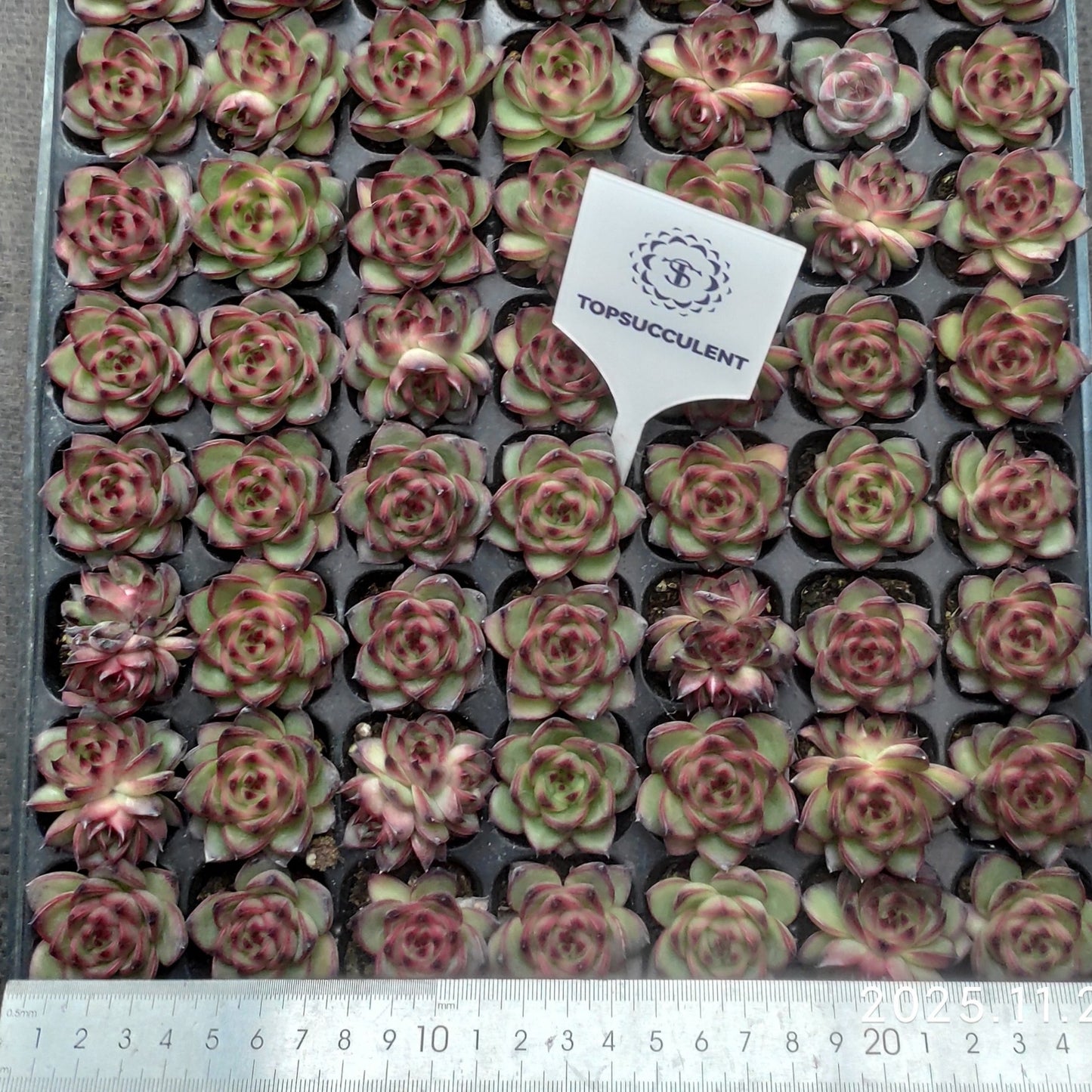 22117  チャールズストーン（3cm pot）（ポット苗）