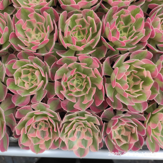 ON630 フラワリー　ライフ（7cm pot）